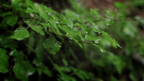 Close Up Shot Of Leaf With A Droplet Of Water