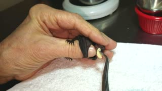 Abandoned Baby Bat Gets Hand-Fed