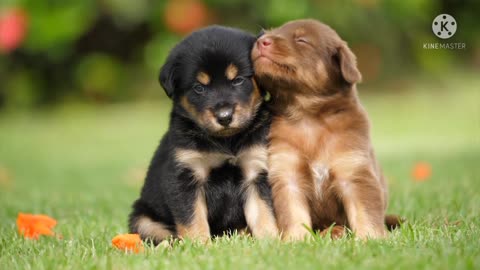 Cutest Puppies /Cutest Moment of the Puppies