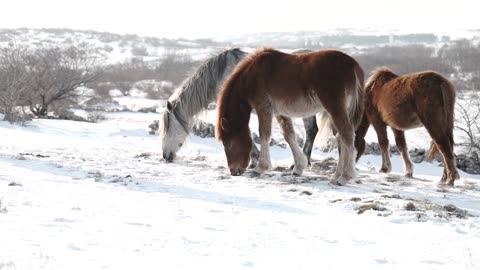 Wild Horses Livno 40