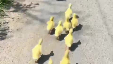 A group of cute little yellow ducks