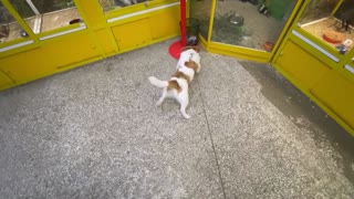 Jack Russell wants to befriend every single animal at the pet store
