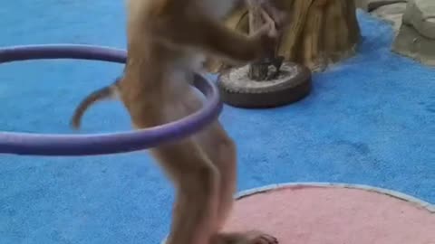Funny monkey dancing