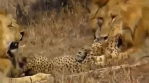 Lion vs Cheetah Real Figt to Death - Animal Documentary 2015