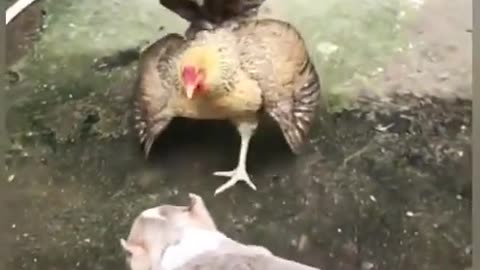 Watch why Dog and hen fighting with eachother funny video