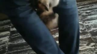 Kitten climbs up leg of owner