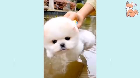 Adorable Mini Puppies 😍 So Cute.....