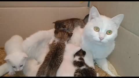 Adorable cat feeding her cute kittens