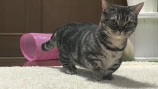 A Cat Trying To Catch Bubble Solution