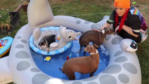 Throwing a Dog A Pool Party