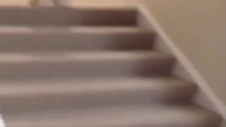 Watch how this dog fell from the stairs