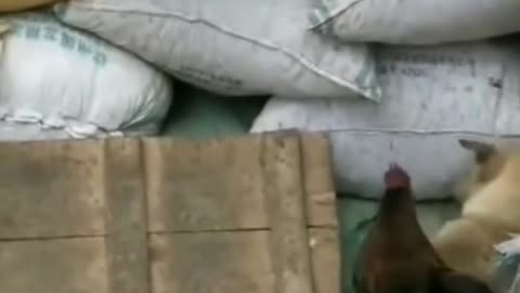 watch how dog is scared to fight with the chicken.