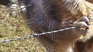 Freeing an Owl Caught in a Barbed Wire Fence