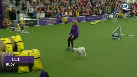 Watch Rudy the Bulldog crush the 2019 WKC Masters Agility course