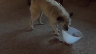 Dog runs around with cone