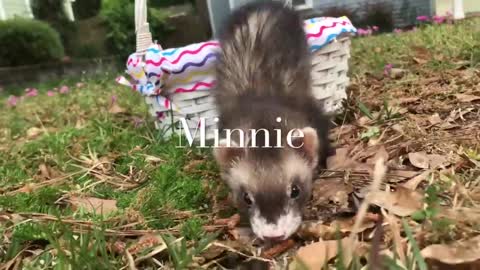 Adorable Baby Ferrets Playing