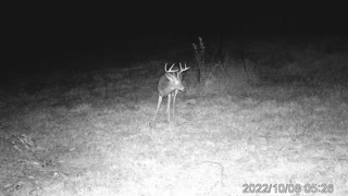 Trail cam video of a 9 point buck