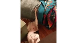 Dog rolling over and falling off couch