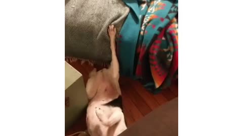 Dog rolling over and falling off couch