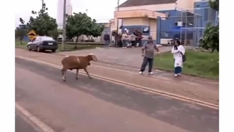 Angry goat vs town