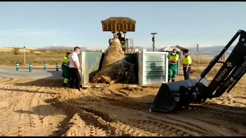 Aparece el cadáver de una ballena de casi 8 toneladas en una playa de Elche (Alicante)