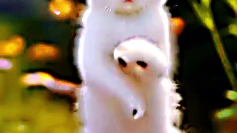 Cute white cat dancing|ai cat viral dance