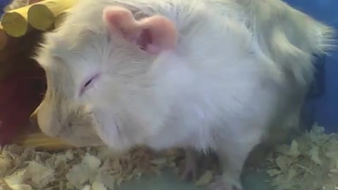 Porquinho da índia abissínio lanchando antes do almoço, muito fofo e lindo! [Nature & Animals]