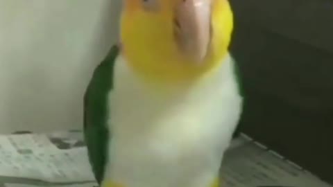 Beautiful parrot dancing