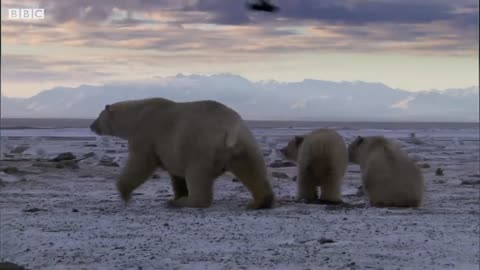 Polar Bear Stands Her Ground To Feed Her Cubs | Mystery of Wildlife