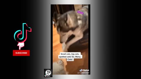 TRY NOT TO LAUGH 😂| FUNNY PET's TikTok complication 😂