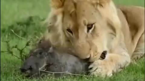 This is How Lion Ate This Baby Pig