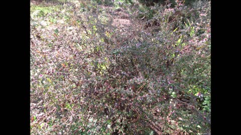 Fall Season of Color Calico Aster Oct 2021