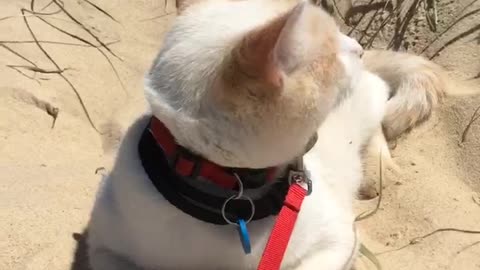 White tan cat wearing red leash sits in sand on beach