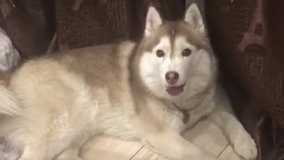 Husky's Really Shrill Roar