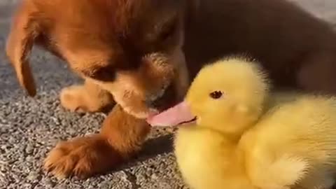 Friends Forever - Dog & Duck 🐶 ❤️ 🐥