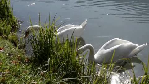 Pelican is a very cute and rare bird