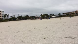 Vacationing Woman Swarmed By Seagulls On The Beach