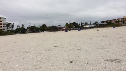 Vacationing Woman Swarmed By Seagulls On The Beach