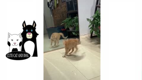 A cat was afraid of his face when he saw himself in the mirror