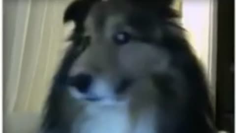 Cute Dog Jumpscare.