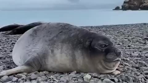 Funny seal expression