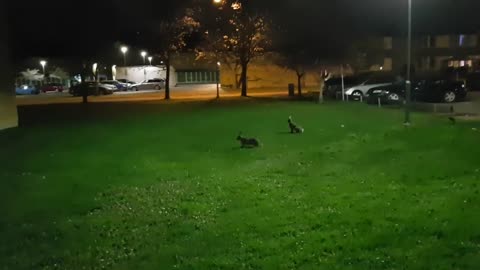 My suburb Ryd, in Linköping, Sweden, is flooded with ever more fat hares