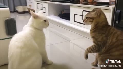 funny cat movement ,cat make You happy