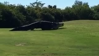 Alligator or Dinosaur?