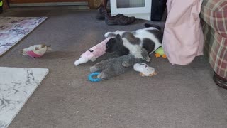 Cinder the kitten playing with toys 2021