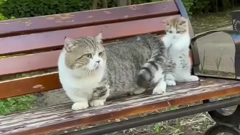 Cutest funniest cats cute funny