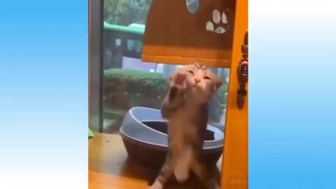 Weekly Funny videos of cats and dogs