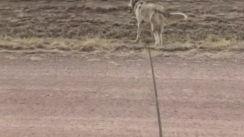 Bear the Wolfdog Meets Brave and Ornery Llama #shorts