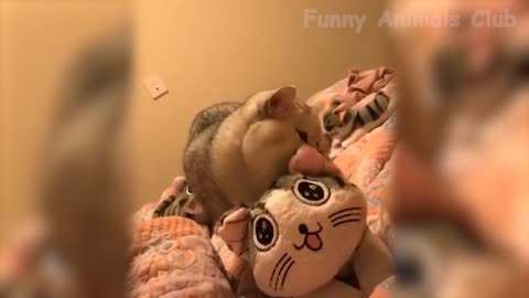 funny pet video