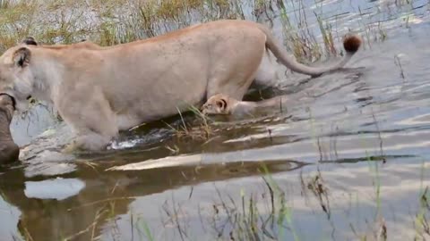 Mother Lion and Two Cubs crossing the water